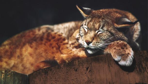 Wild- & Freizeitpark Ferleiten