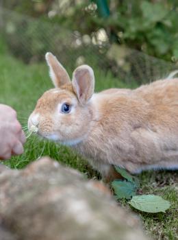 Ein neugieriges braunes Kaninchen nähert sich einer ausgestreckten Hand im grünen Garten. Im Vordergrund liegen Baumstämme und Blätter, während das Kaninchen aufmerksam und vorsichtig an der frischen Luft schnuppert. Die natürliche Umgebung vermittelt eine ruhige und freundliche Atmosphäre.