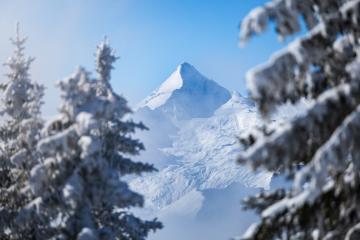12039-Winter-Kitz-Baeume-schneebedeckt