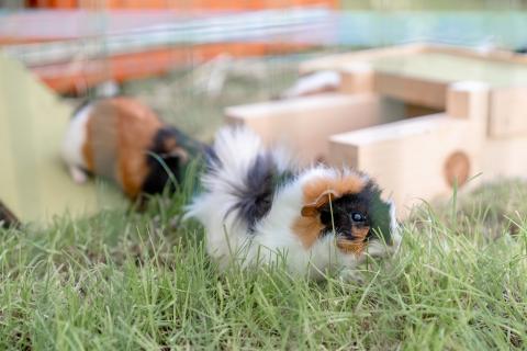 amiamo-SarahFellner-Hasen-Meerschweinchen5 amiamo-SarahFellner-Hasen-Meerschweinchen5