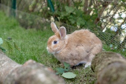 Ein niedliches braunes Kaninchen sitzt aufmerksam im gr&uuml;nen Gras eines Gartens. Im Hintergrund sind Laub und ein Drahtzaun zu sehen. Das friedliche Tier wird von Holzst&auml;mmen umgeben, die eine nat&uuml;rliche Umgebung schaffen.