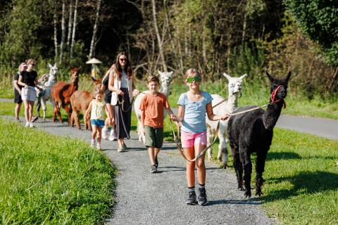 16010-_AlpakaWanderung_c_Zell_am_See-Kaprun_Tourismus (1).ccf6a65b_original