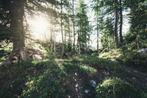 Schmittenhöhe Mystischer Wald