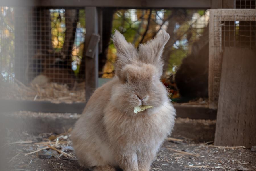 Ein süßes, flauschiges Löwenkopfkaninchen sitzt im Gehege und knabbert an einem Blatt. Im Hintergrund ist ein Holzstall mit Trinkflasche zu sehen. Das natürliche Licht und der ruhige Ausdruck des Kaninchens sorgen für eine entspannte Stimmung.